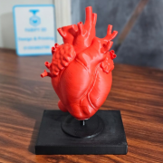 Human Heart